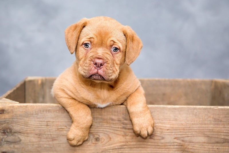 Downward-Facing Dog Pose